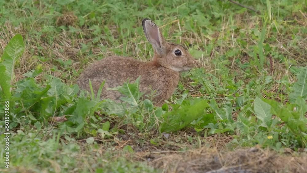 Wild European Rabbit Oryctolagus cuniculus eating grass Wild European Rabbit Oryctolagus cuniculus eating grass