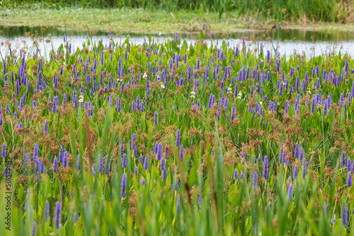 Blooming Pickeral in a tropical watery landscape photo