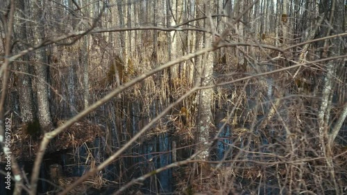 Wallpaper Mural Walkpath in a Flooded Deciduous Forest With Wooden Foot Bridge. Sloka Lake Wooden Boardwalk in Swamp Tourist Trail in the Latvia. Latvia Spring Landscape, Baltic. 4K Resolution Stedicam Shot. Torontodigital.ca
