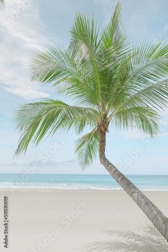 View of nice tropical beach with some palms