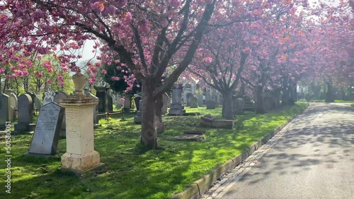 Beautiful spring cemetery with bright pink blossom trees on a bright day. Panning shot. photo