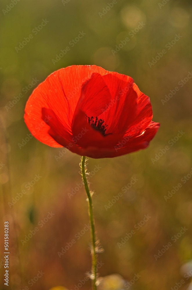Fototapeta premium red poppy flower