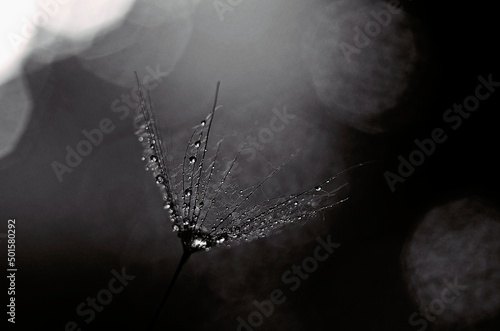 Foto spider web with dew