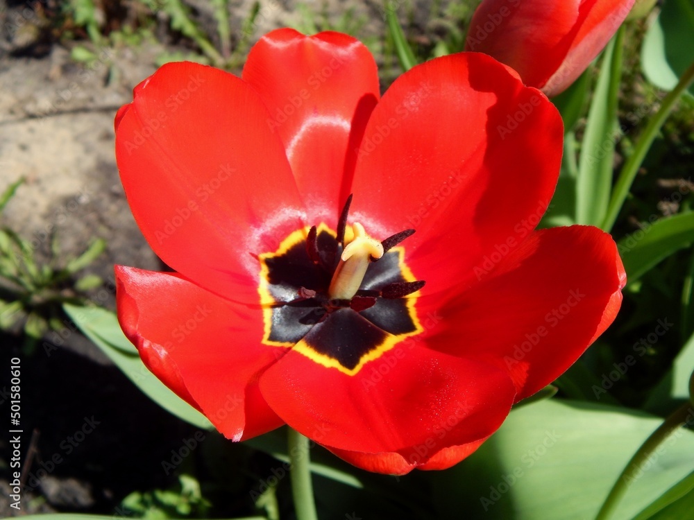 Red tulip, beautiful flower close up. Red tulip, beautiful flower close up.