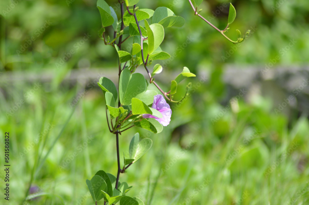 Natural Fresh Wild Flower And Leaves Hanging Of Ipomoea Pes-caprae Or Bayhops Flower On A Sunny Day Natural Fresh Wild Flower And Leaves Hanging Of Ipomoea Pes-caprae Or Bayhops Flower On A Sunny Day