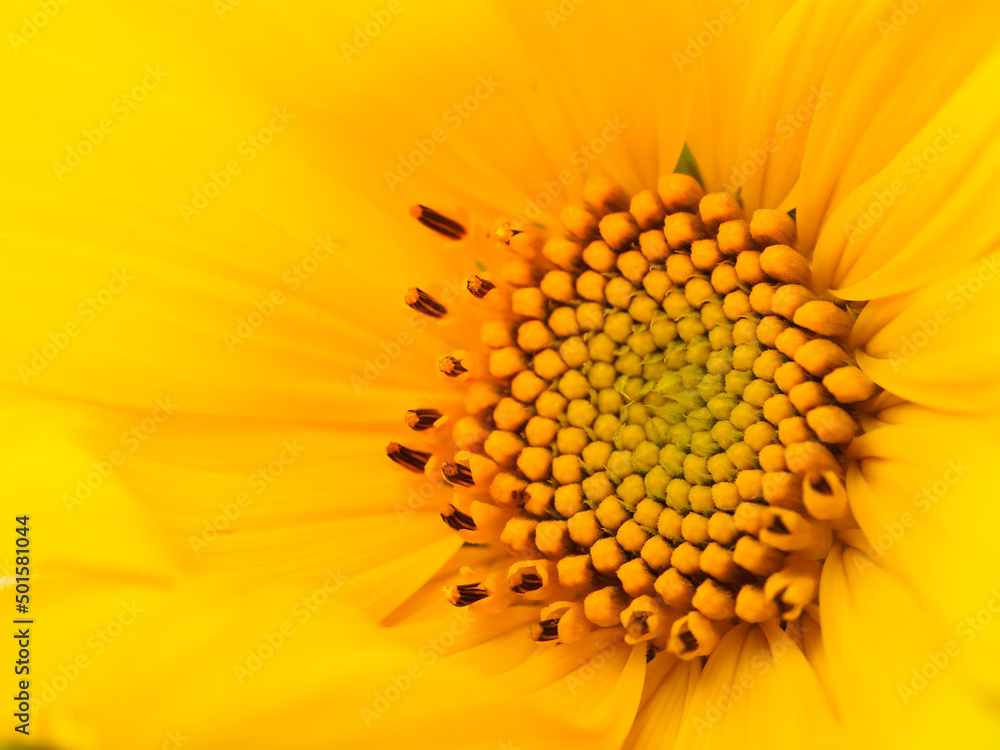 Close-up shot of a young sunflower inflorescence. The initial stage of sunflower seeds formation. Bright yellow petals. Shallow depth of field. Copy space. Close-up shot of a young sunflower inflorescence. The initial stage of sunflower seeds formation. Bright yellow petals. Shallow depth of field. Copy space.