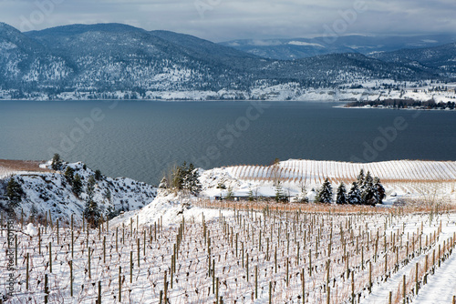 Winter Vineyard Okanagan Valley Winery Landscape