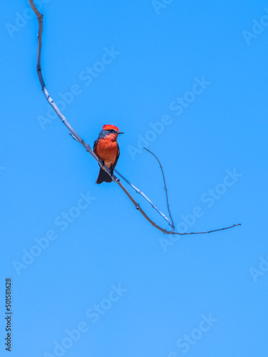 Vermillian flycatcher on a branch against a blue sky photo