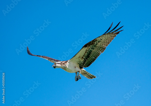 Osprey against a blue sky