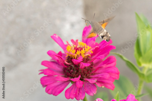 Close-up shot of a Colibri Moth (Macroglossum stellatarum) collecting nectar from flowers