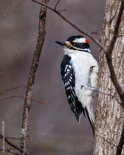 Male Hairy woodpecker (Leuconotopicus villosus) perched on a tree trunk during early spring. Selective focus, background blur and foreground blur.  
 photo