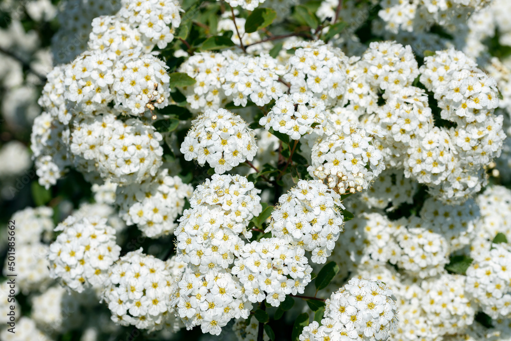 White flowers names, Small white flowers, Flower names