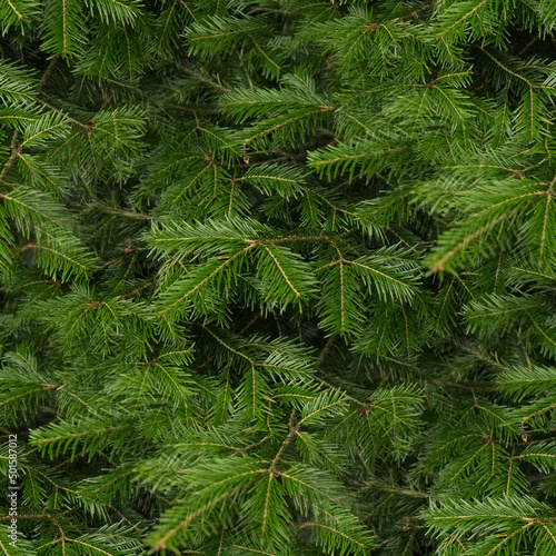 pine needles, seamless forest textures. 