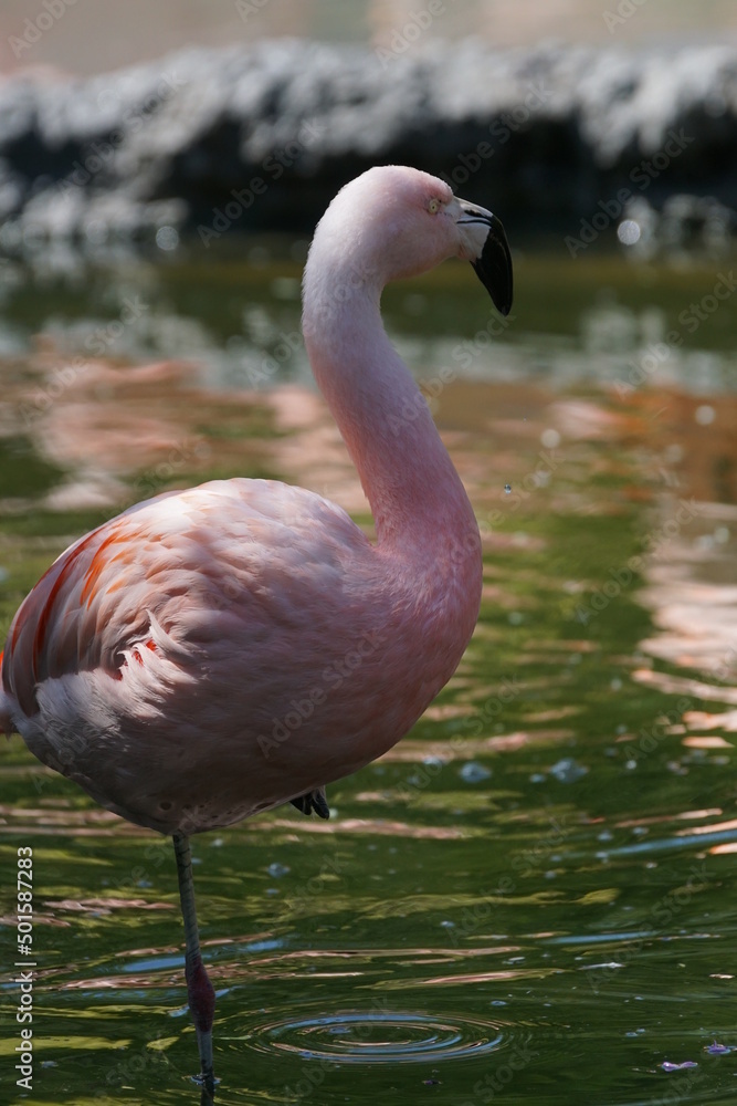 Fototapeta premium Flamingo