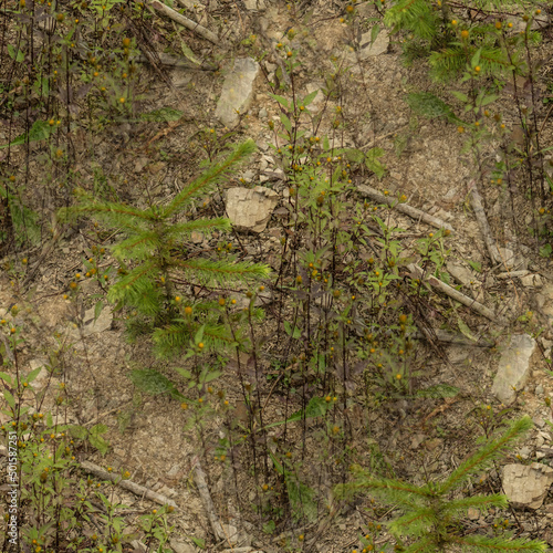 moss on rock, seamless forest textures. 
