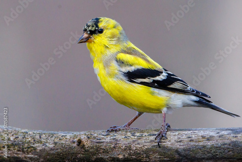 Close up of a male American Goldfinch (Spinus tristis) molting into breeding plumage during early spring.