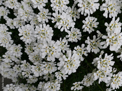 white flowers on black background