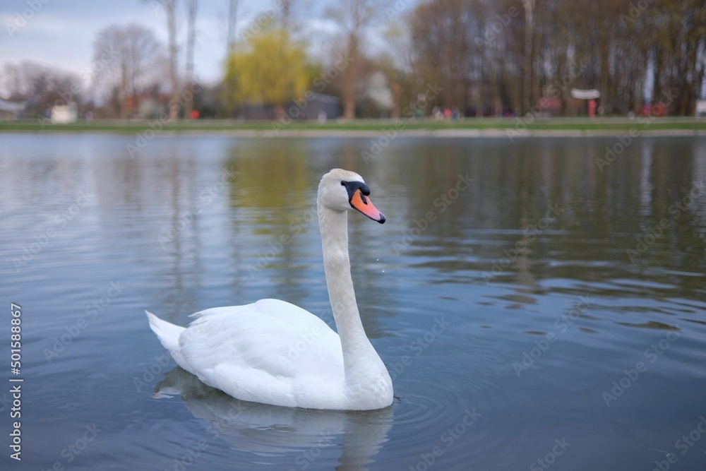Obraz premium swan on the lake