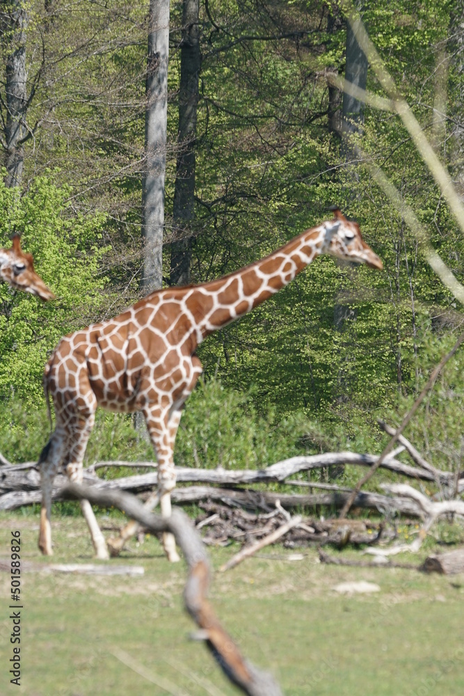 Obraz premium Netzgiraffe