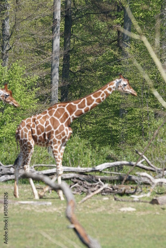 Netzgiraffe