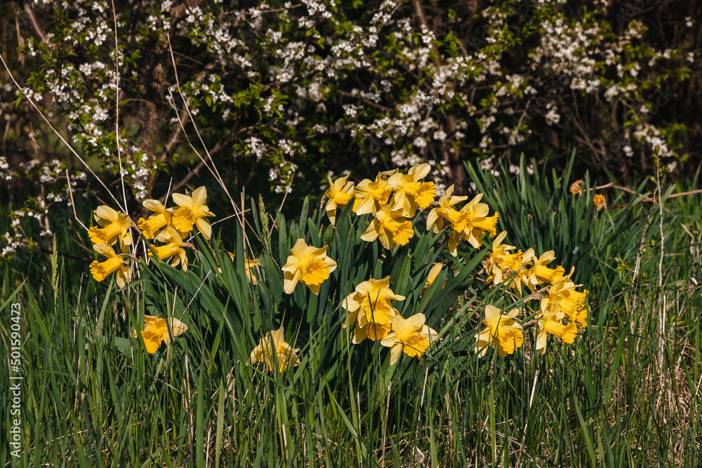 View of the yellow spring flowers of narcissus on the background of green meadow grass. Daffodils bloom on a sunny spring day. Beautiful yellow daffodils in the field. View of the yellow spring flowers of narcissus on the background of green meadow grass. Daffodils bloom on a sunny spring day. Beautiful yellow daffodils in the field.