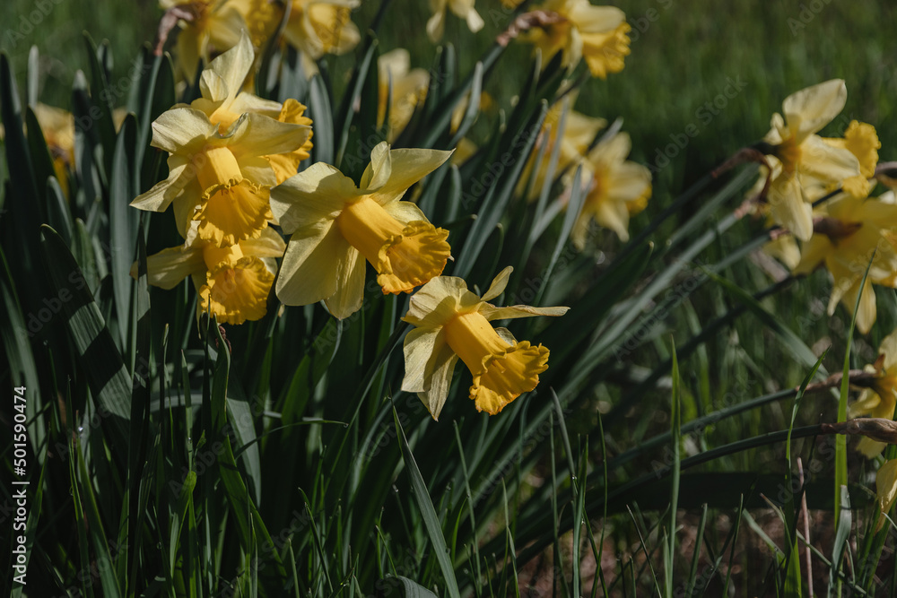 Yellow daffodils on a background of green meadow grass. The first spring flowers. Yellow narcissus with a tubular core is one of the first spring flowers. Selective focus. Yellow daffodils on a background of green meadow grass. The first spring flowers. Yellow narcissus with a tubular core is one of the first spring flowers. Selective focus.