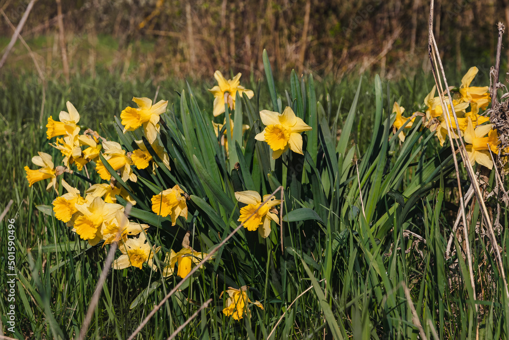 Beautiful yellow daffodils in the field. Spring flowering of daffodils on a sunny day. View of yellow daffodils on a background of green meadow grass. Beautiful yellow daffodils in the field. Spring flowering of daffodils on a sunny day. View of yellow daffodils on a background of green meadow grass.
