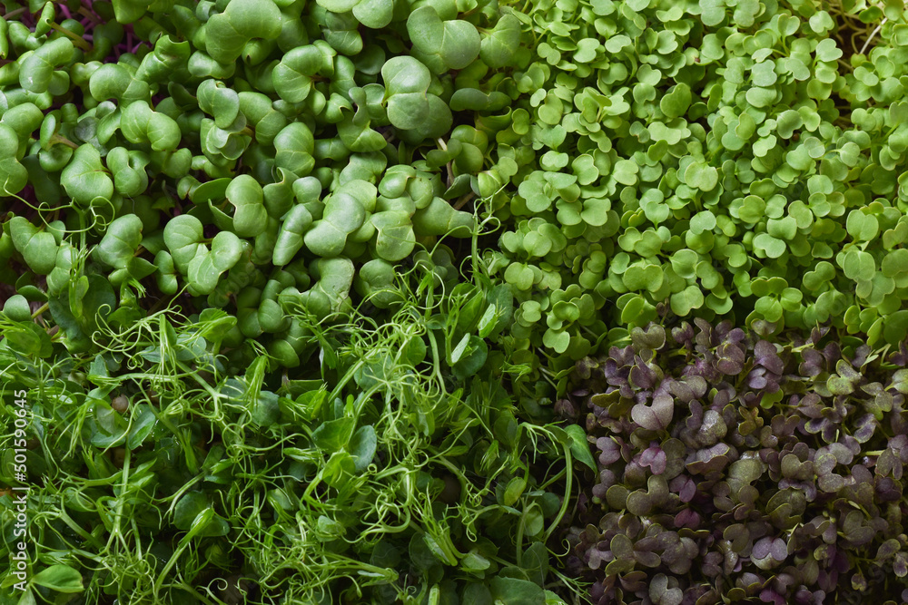 The texture of micro-greenery. Various seedlings in close-up. The texture of micro-greenery. Various seedlings in close-up.