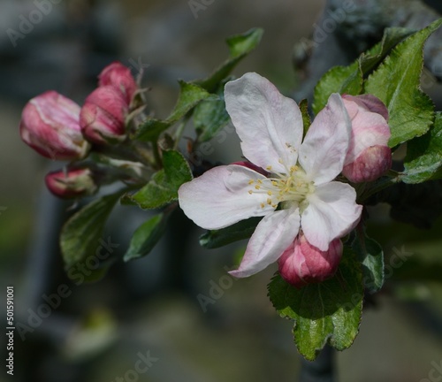 Apple tree blossom