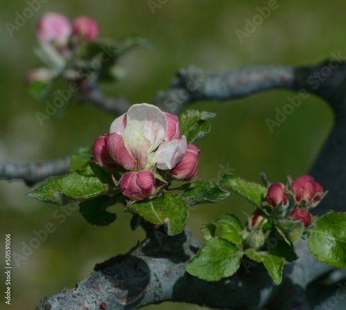 pink apple blossom 