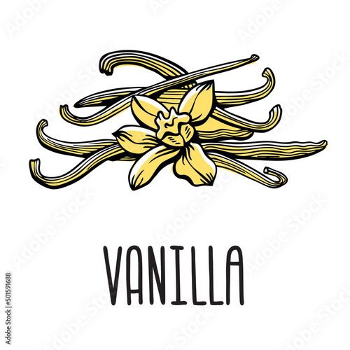 Vanilla flower and pods. Vector isolated illustration of vanilla spices on a white background with the inscription