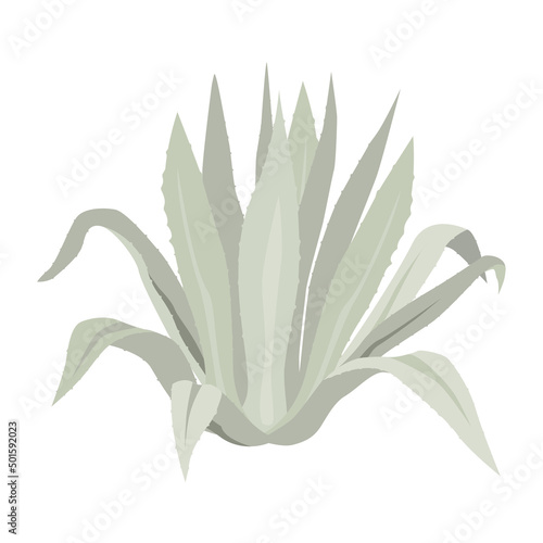 Blue agave plant. Vector flat illustration isolated on white. 