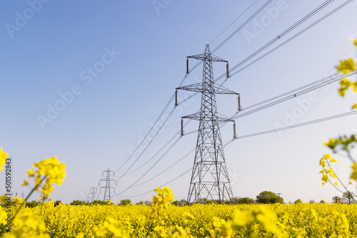 Canvas Print Electricity pylons in a field of rape seed flowers in full bloom on a sunny day