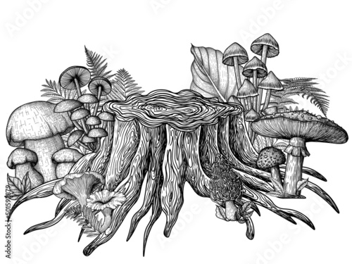 Vector illustration of mushrooms near the stump in engraving style. Linear graphic fly agaric, chanterelles, porcini mushrooms, honey mushrooms, morel, mycena, russula, boletus