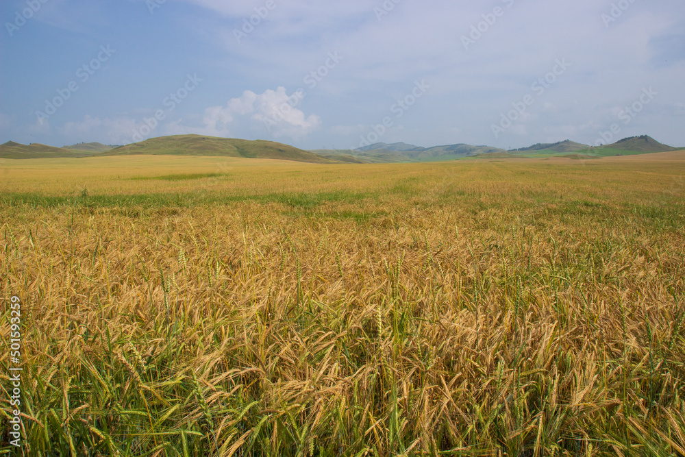 Summer rural landscape of wheat field. Field of young unripe rye against cloudy blue sky and distant hills Summer rural landscape of wheat field. Field of young unripe rye against cloudy blue sky and distant hills