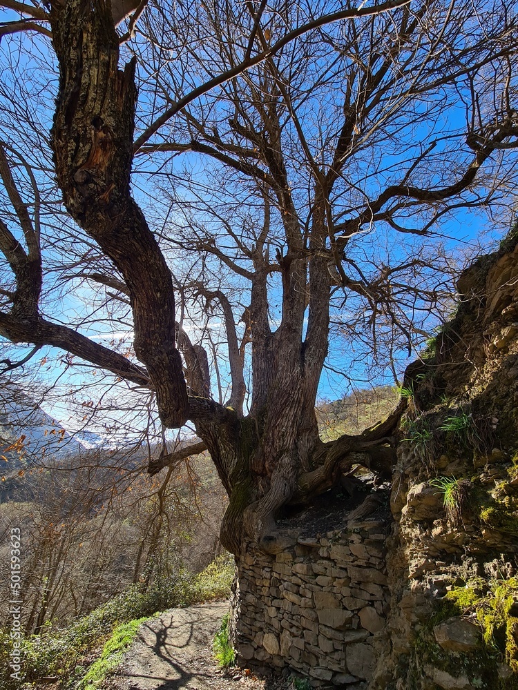 Castaño milenario en invierno. Sierra Nevada,. Castaño milenario en invierno. Sierra Nevada,.