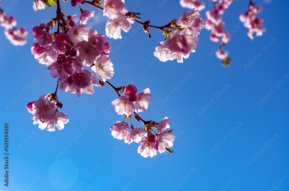 Beautiful branches of pink Cherry blossoms on the tree under blue sky, Beautiful Sakura flowers during spring season in the park