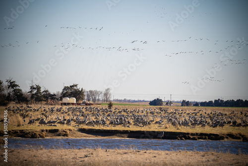 sandhill cranes eating in a field