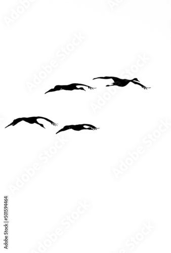 large flock of cranes flying  © SETH
