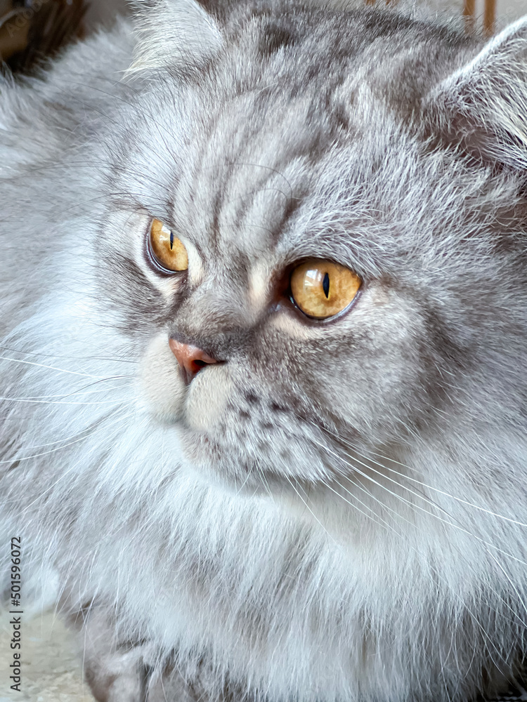 Portrait beautiful grey fluffy domestic cat with yellow eyes closeup looks out the window. The concept care of pets.