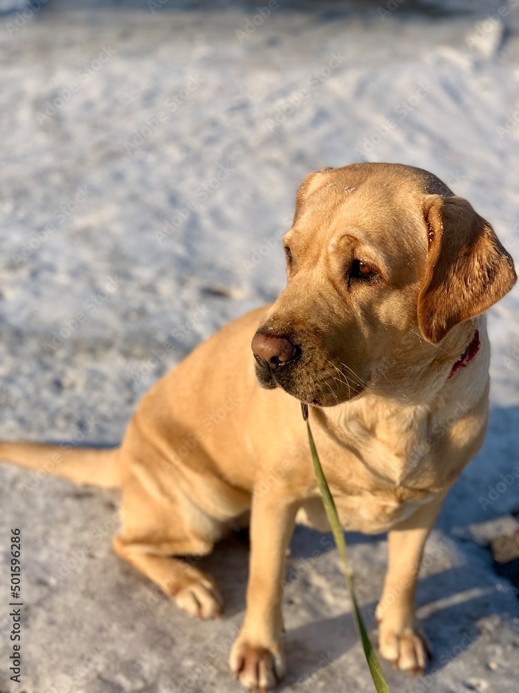 dog in the snow