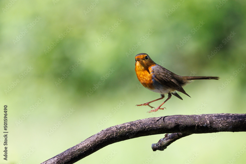 Fototapeta premium Robin perched on a branch with a nice bokeh