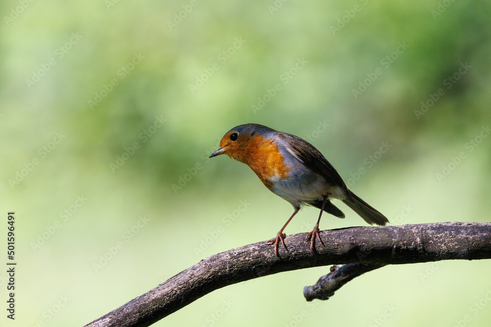 Robin perched on a branch with a nice bokeh Robin perched on a branch with a nice bokeh