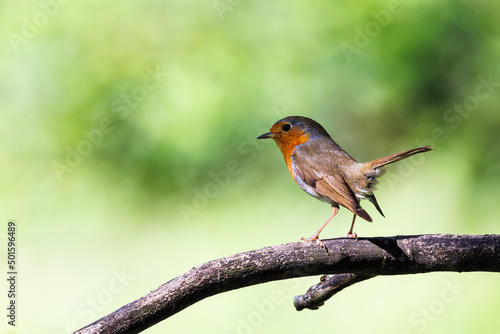 Robin perched on a branch with a nice bokeh