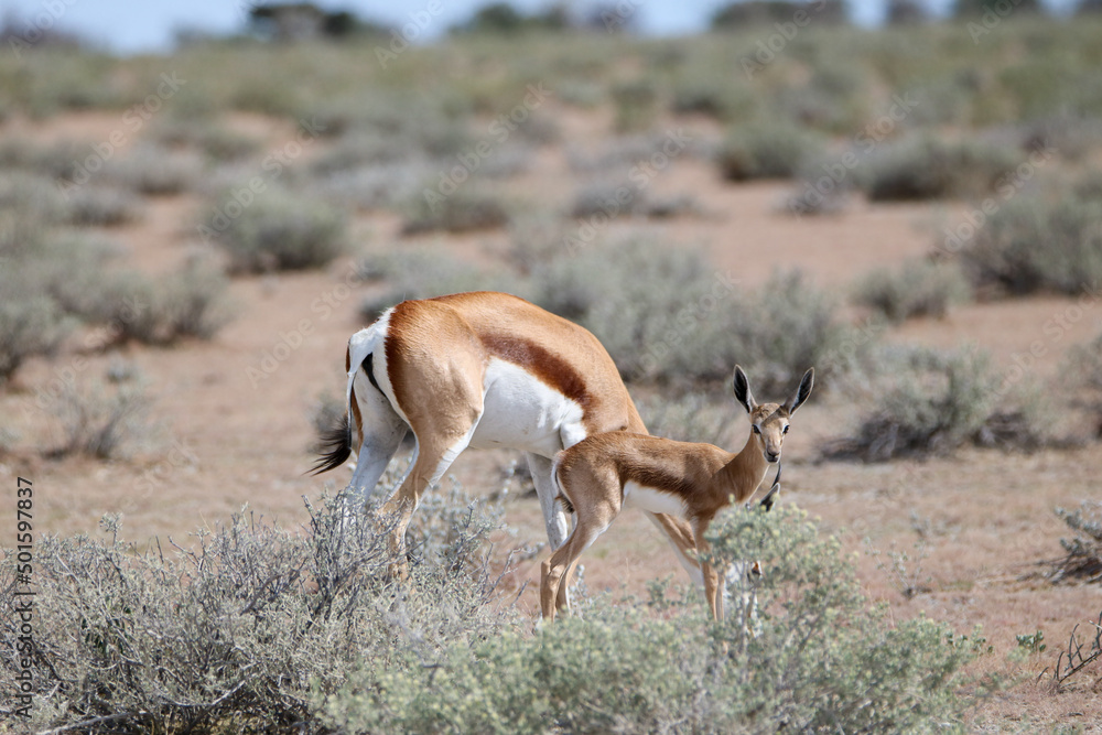 Springbok and lamb, Etosha National Park, Namibia Springbok and lamb, Etosha National Park, Namibia