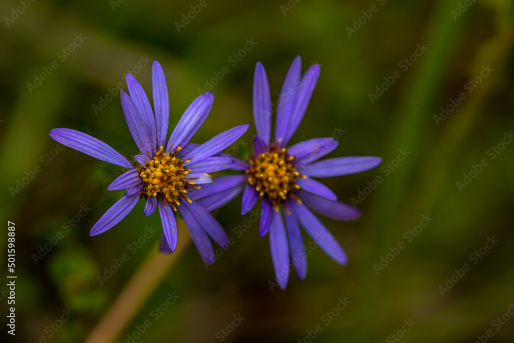Fototapeta premium Aster amellus flower growing in mountains
