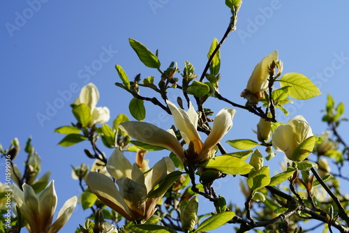 Wallpaper Mural yellow magnolia Torontodigital.ca
