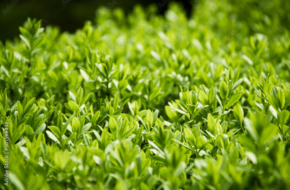 Background of young sprouts of boxwood. Young green leaves Background of young sprouts of boxwood. Young green leaves