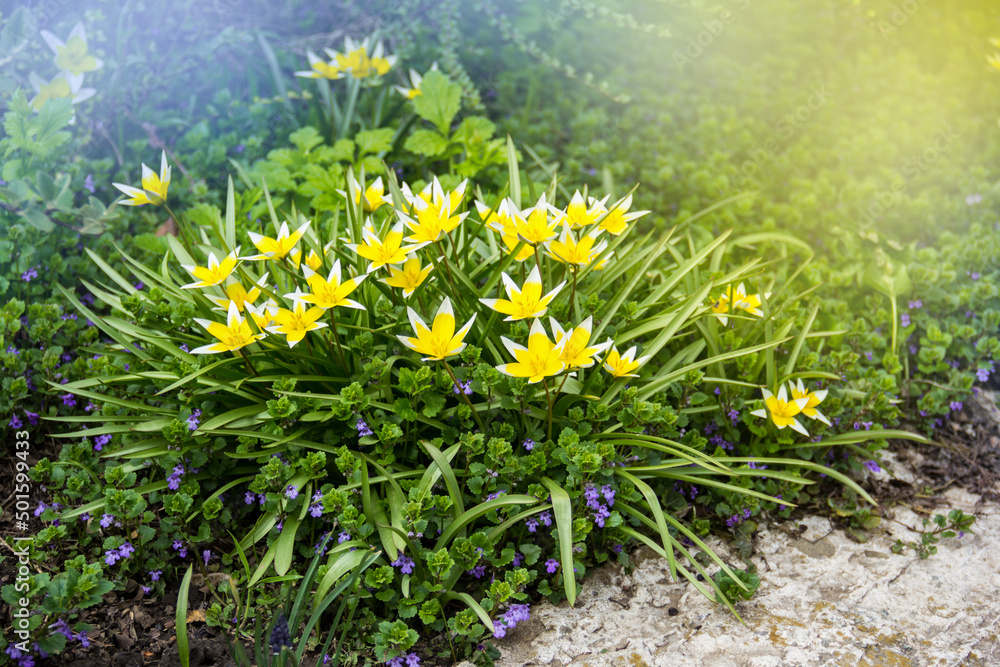 Wild forest yellow tulips