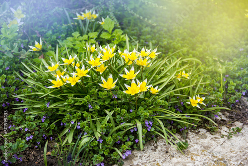 Obraz na płótnie Wild forest yellow tulips w salonie
